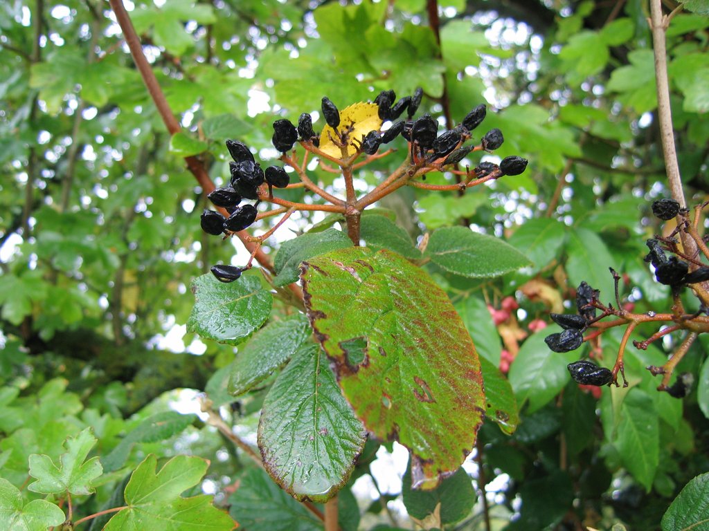 Viburnum lantana